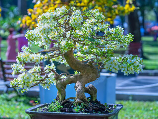 Apricot bonsai tree blooming with yellow flowering branches curving create unique beauty. This is a...