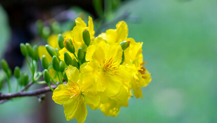 Yellow apricot flowers blooming branches fragrant petals signaling spring has come, this is the symbolic flower for good luck in 2022