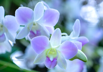 Fototapeta na wymiar Dendrobium flowers bloom in spring lunar new year 2022 adorn the beauty of nature, a rare wild orchid decorated in tropical gardens 