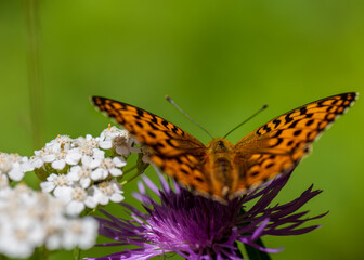 spring flowers