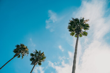 beautiful three green palm trees against blue sky view from below hero shot for travel tropical marketing. retro faded aesthetic analog photogarphy effect