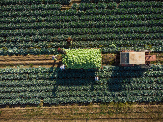 Aerial top down view of tractor and trailer of cabbage in field, Bulgaria