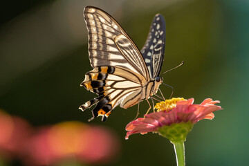 花に止まるアゲハチョウ
