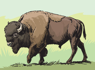 American Bison, buffalo. Hand drawn illustration.