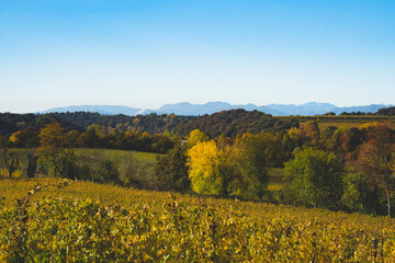 Beautiful hill with yellow leaf vineyard and mountains on the horizon