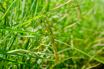 seeds of rice on ear in the field