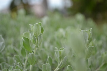 Barometer bush in the wind