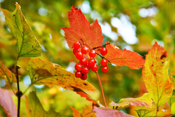 Closeup of bunches of red berries of a Guelder rose.
