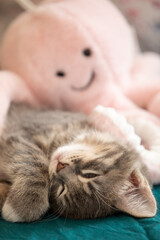 Sweet tabby kitten sleeping with octopus toy 4