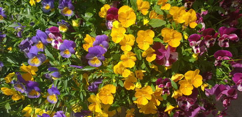 Panorama of viola tricolor multicolored flowers grow in a flower bed on a sunny day.