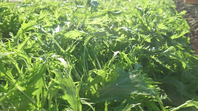 太陽の光が、朝露を際立たせる。この時間の野菜たちが好きです。太陽の光に感謝です。