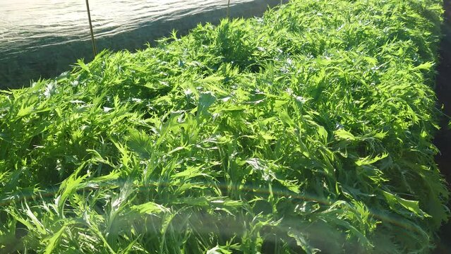 太陽の光が、朝露を際立たせる。この時間の野菜たちが好きです。太陽の光に感謝です。