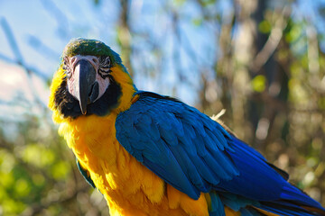 Portrait of a yellow macaw on a branch. The parrot bird is an endangered species