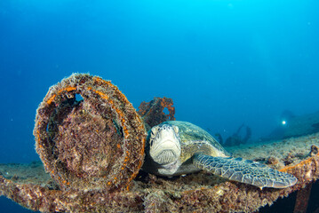turtle underwater on a ship wreck