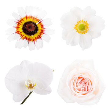 Collection or set of four beautiful white flowers, summer chrysanthemum, anemone, phalaenopsis, rose isolated on transparent background. Blooming open flower heads without leaves, close-up