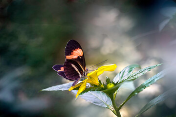 Tropikalny motyl © Gabriela