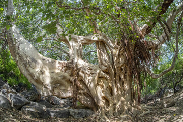 centenary old fig tree