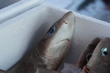 dogfish shark for sale at the fish market