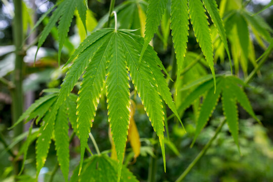 close up of green leaves