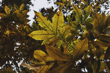 Autumn nature, trees and leaves