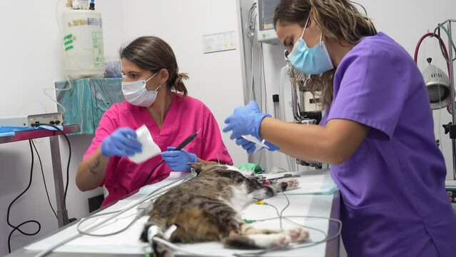 Veterinary clinic, operation on a cat, veterinary and veterinary assistant in the mouth operation