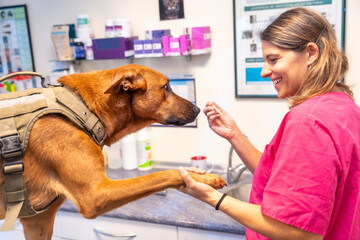Veterinary clinic, veterinary woman rewarding the dog in the routine control with a biscuit for...