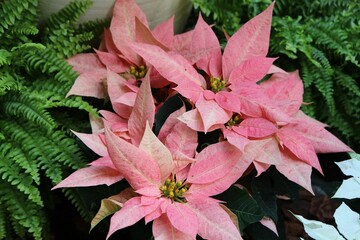 Poinsettia christmas flower