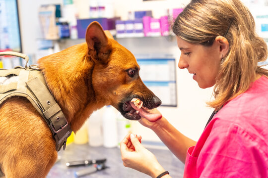 Veterinary clinic, veterinary woman rewarding the dog in the routine control with a biscuit