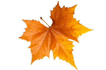 Platanen Blatt in Herbst