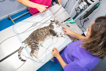 Veterinary clinic, cat on the operating table with the nurses looking at him before the operation