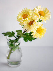 branch of yellow chrysanthemums in a glass vase on a white background