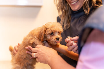 Veterinary clinic, veterinarian rewarding the dog with cheese after x-ray