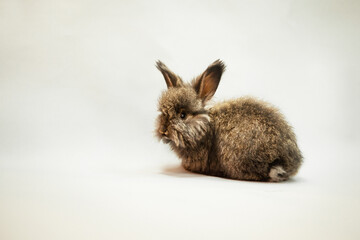 Cute little brown rabbit on a lilac background, looking curious. Charming pet. Easter bunny, red rabbit for advertising, copy space.