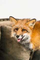 red fox on luxury sofa