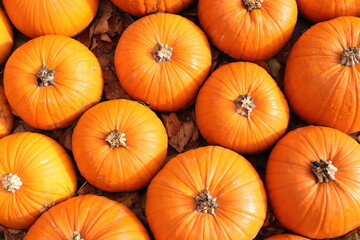 fresh pumpkins are lying in the straw