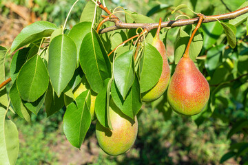 ripe pears on a tree branch close-up