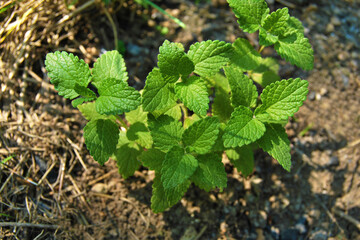 Lemon Balm plant close up, a top view of a bush of Melissa officinalis growing in the garden
