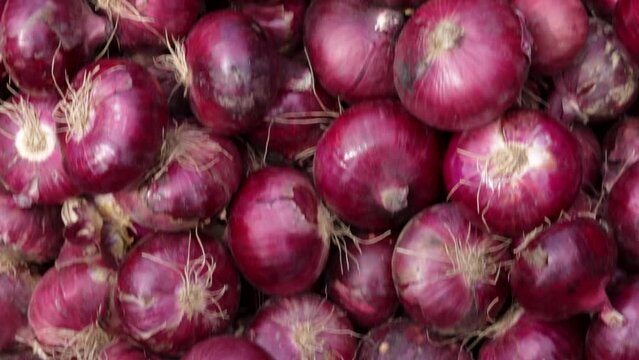 fresh organic onion from farm close up from different angle