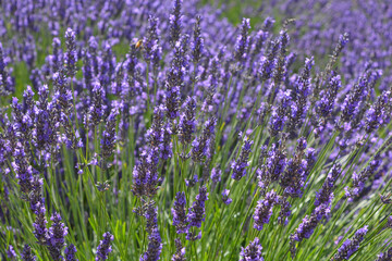 Fototapeta na wymiar Purple lavender field in flower