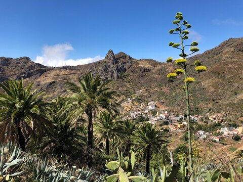 Imada, La Gomera, Agave, Dattelpalmen, Kanaren