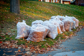 pile of leaf bag full of autumn leaves
