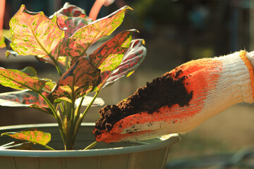 Close up hand putting peat moss organic matter improve soil grounds as fertilizer to the plant in...