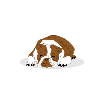 Bullies dog illustration