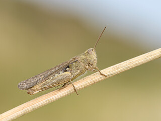 Field Grasshopper