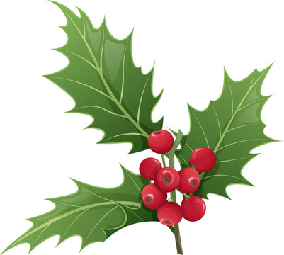 Twig of holly with leaves and berries on white background. Christmas and New Year decoration. Vector illustration of plant elements