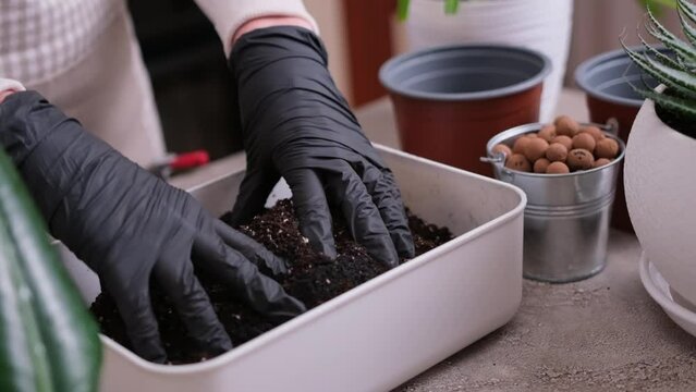 Home Gardening and plant transplantation - Woman mixing soil substrate with hands