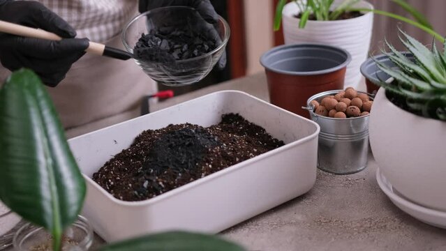 Home Gardening and plant transplantation - Woman pouring wood charcoal into box with soil substrate box