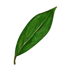 Fototapeta na wymiar Watercolor bay leaf. Hand draw bay leaves illustration. Herbs object isolated on white background. Laurel sprig of laurel tree herbs