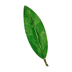 Obraz premium Watercolor bay leaf. Hand draw bay leaves illustration. Herbs object isolated on white background. Laurel sprig of laurel tree herbs