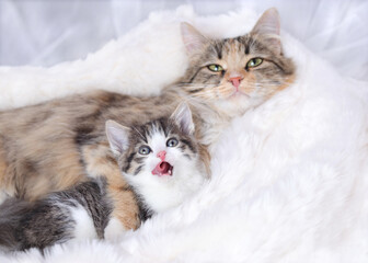 Obraz premium Mother cat and baby Cat on a white fury blanket . Mom Cat hugging her Kitten with love. Mother cat hugs little kitten. Pet care concept. Place for text.
